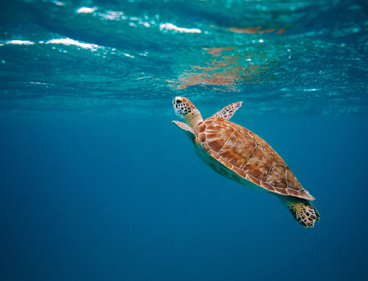 Consejos para reducir el plástico y proteger nuestros océanos